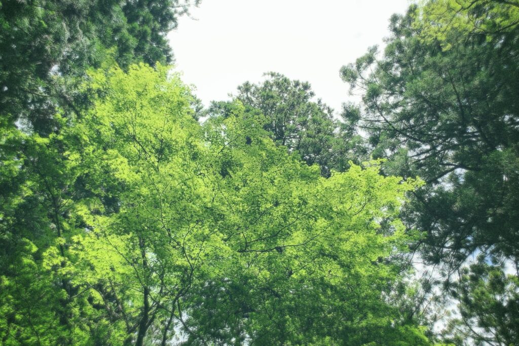 EE35フィルムカメラ